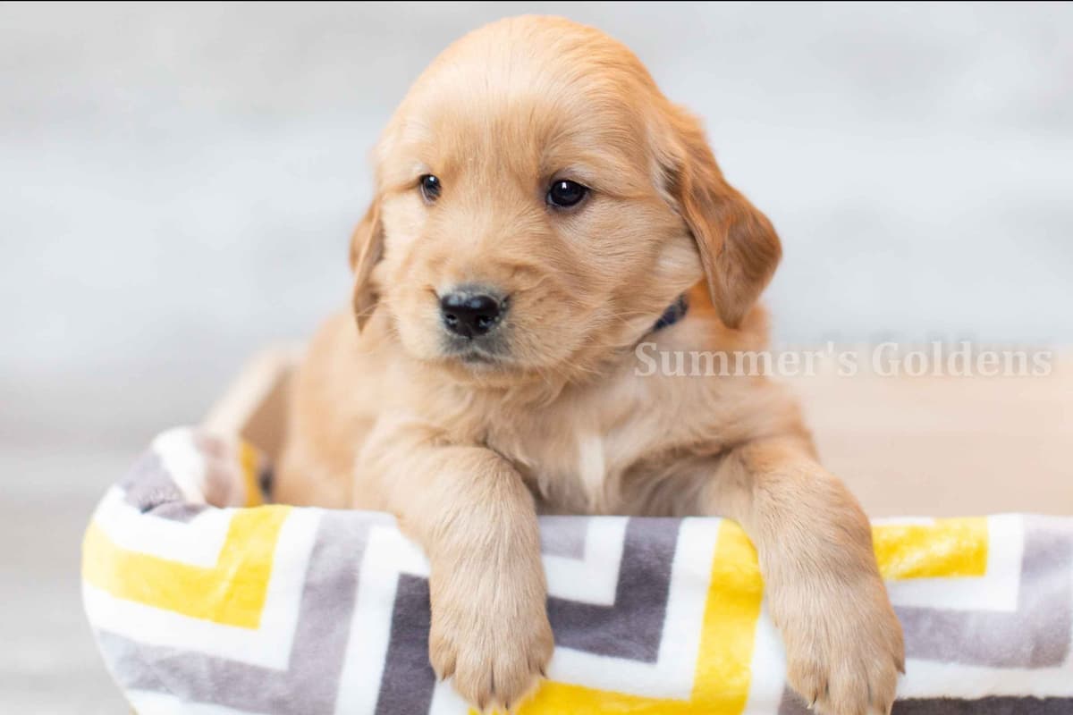 Echo & Tex's Golden Retriever Puppies breeder image 42
