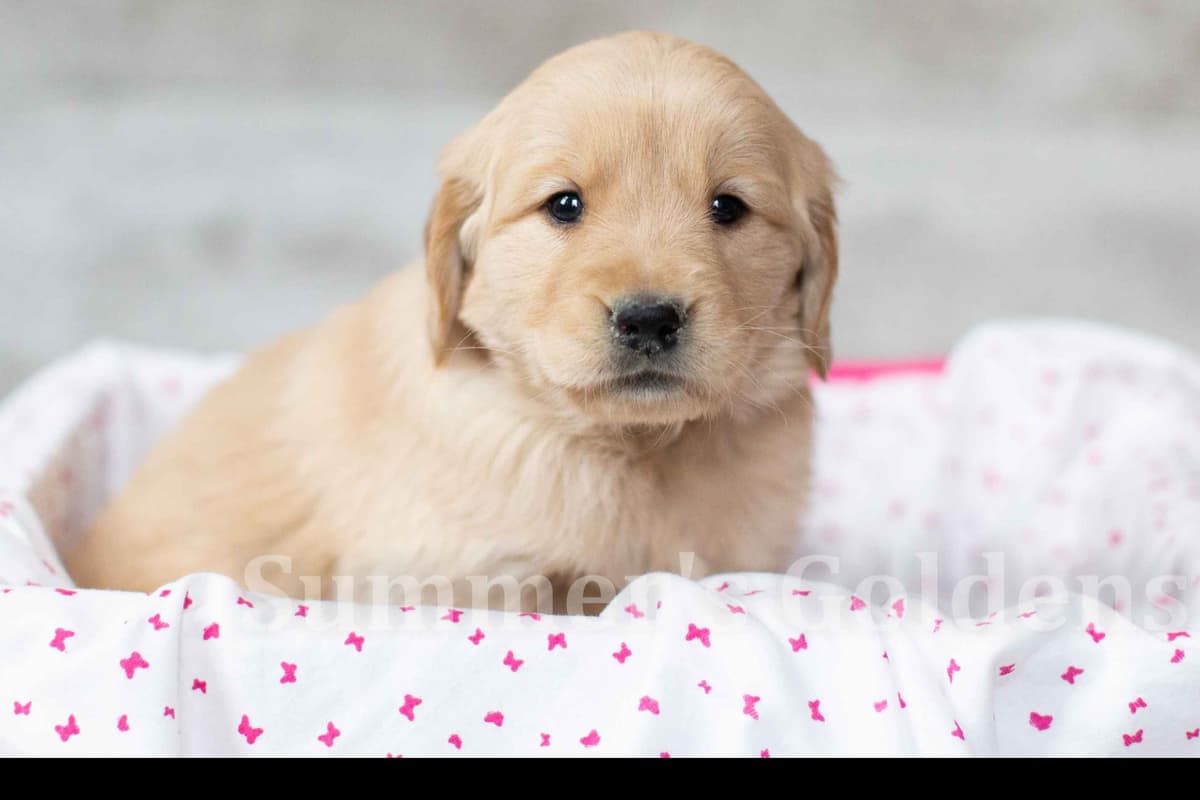 Echo & Tex's Golden Retriever Puppies breeder image 43