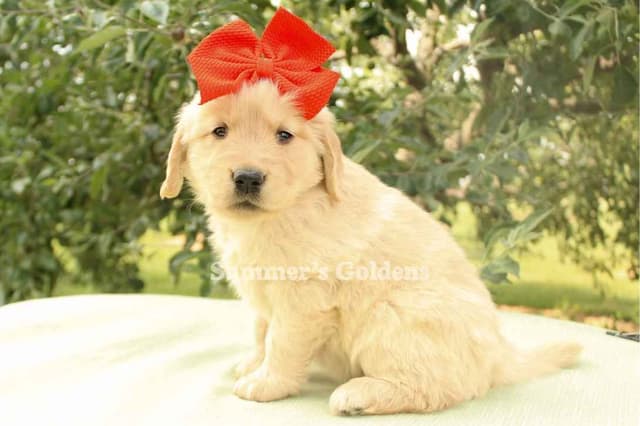 Kate & Arthur's Golden Retriever Puppies media 3