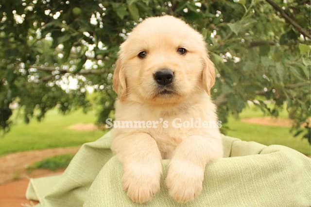 Kate & Arthur's Golden Retriever Puppies media 6