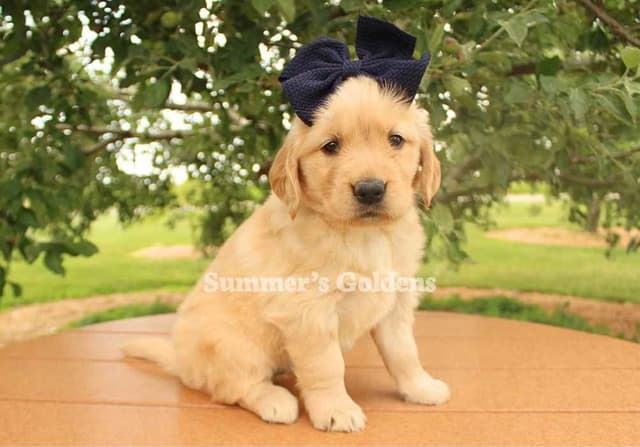 Kate & Arthur's Golden Retriever Puppies media 2