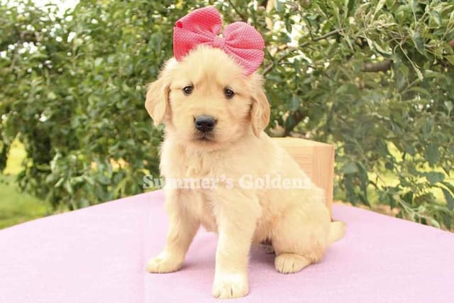 Kate & Arthur's Golden Retriever Puppies media 4