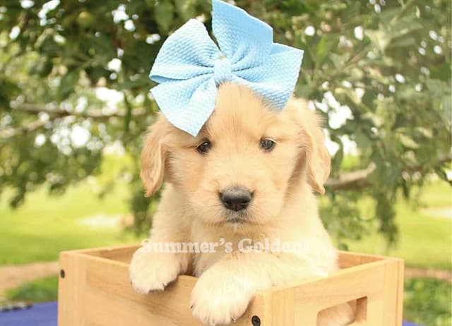 Kate & Arthur's Golden Retriever Puppies media 5