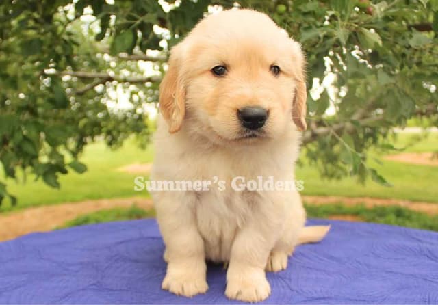 Kate & Arthur's Golden Retriever Puppies media 8