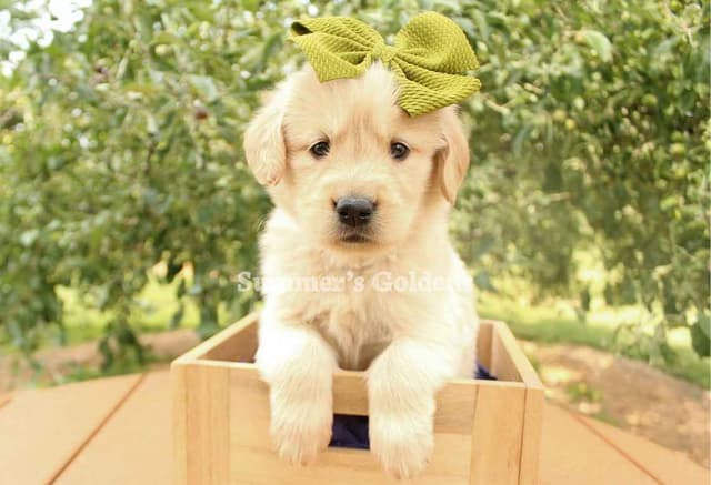 Kate & Arthur's Golden Retriever Puppies media 7