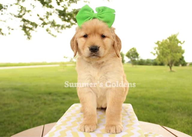 Echo & Tex's Golden Retriever Puppies media 3