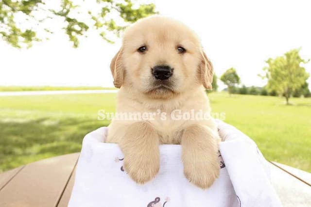 Echo & Tex's Golden Retriever Puppies media 4