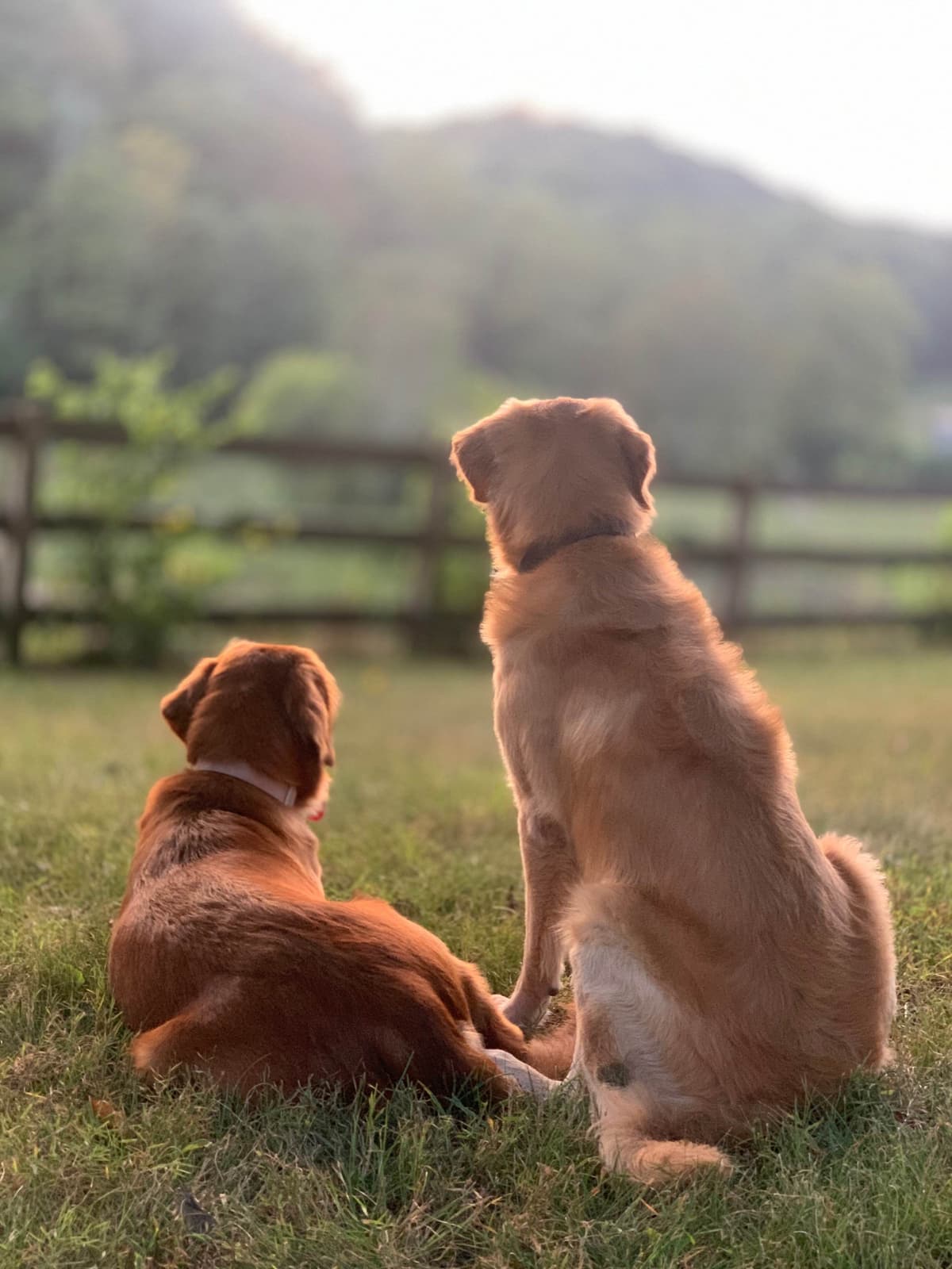 Dark Golden Retriever Puppies - Ready Aug 1st! breeder image 13