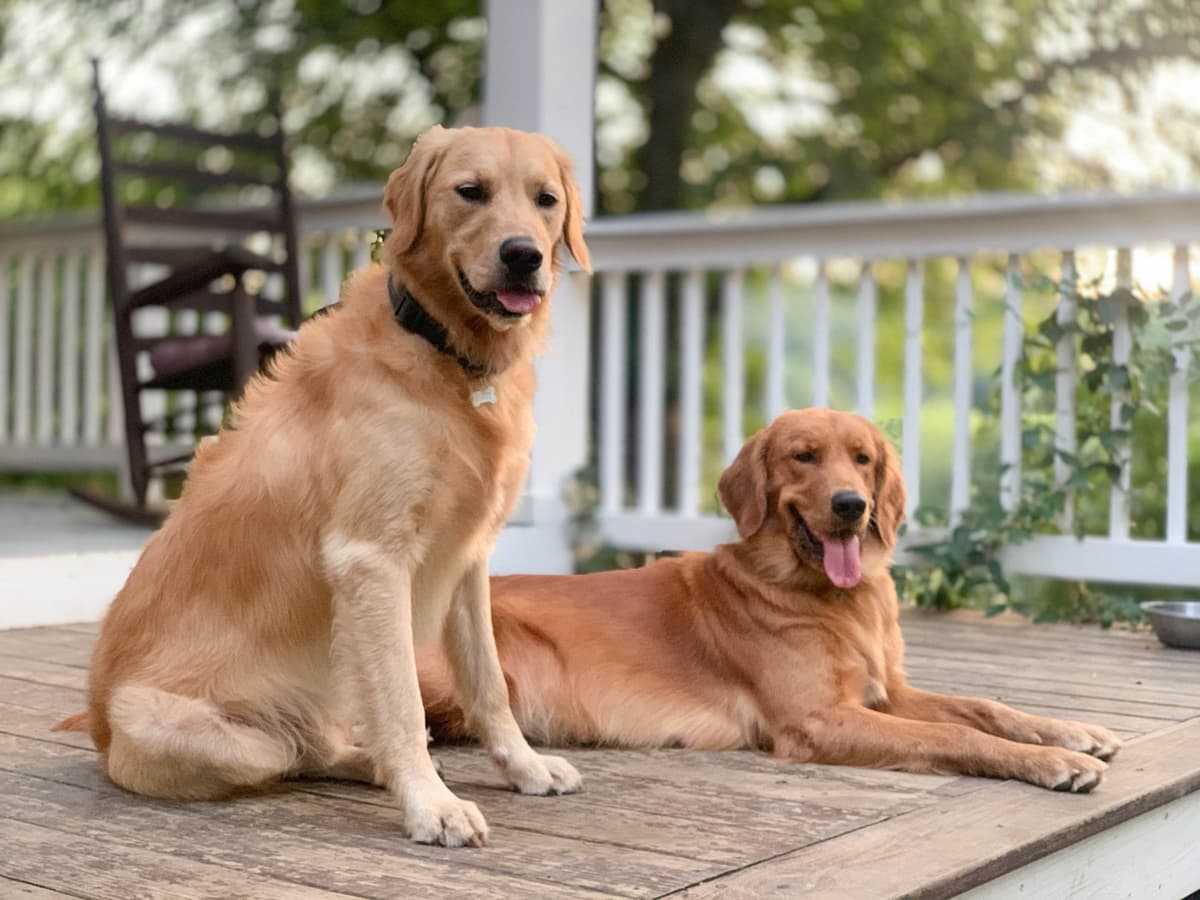 Dark Golden Retriever Puppies - Ready Aug 1st! breeder image 14