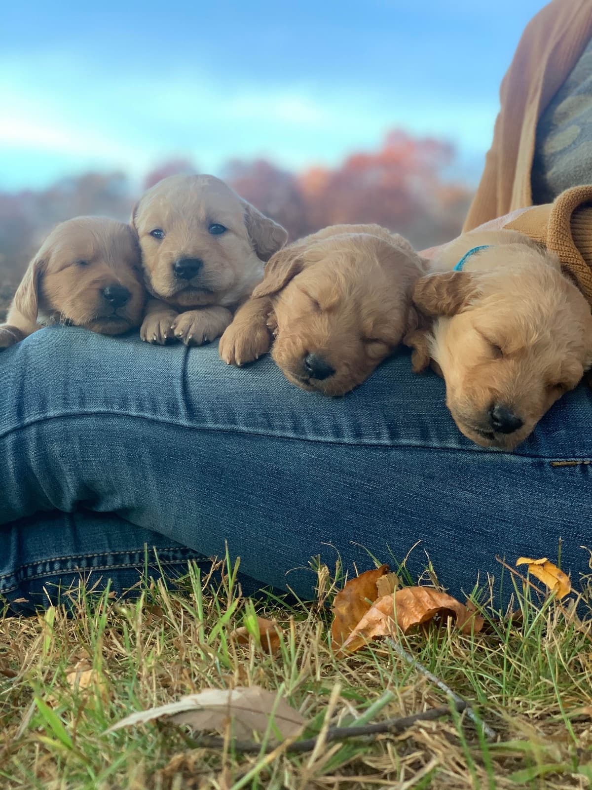 Dark Golden Retriever Puppies - Ready Aug 1st! breeder image 17