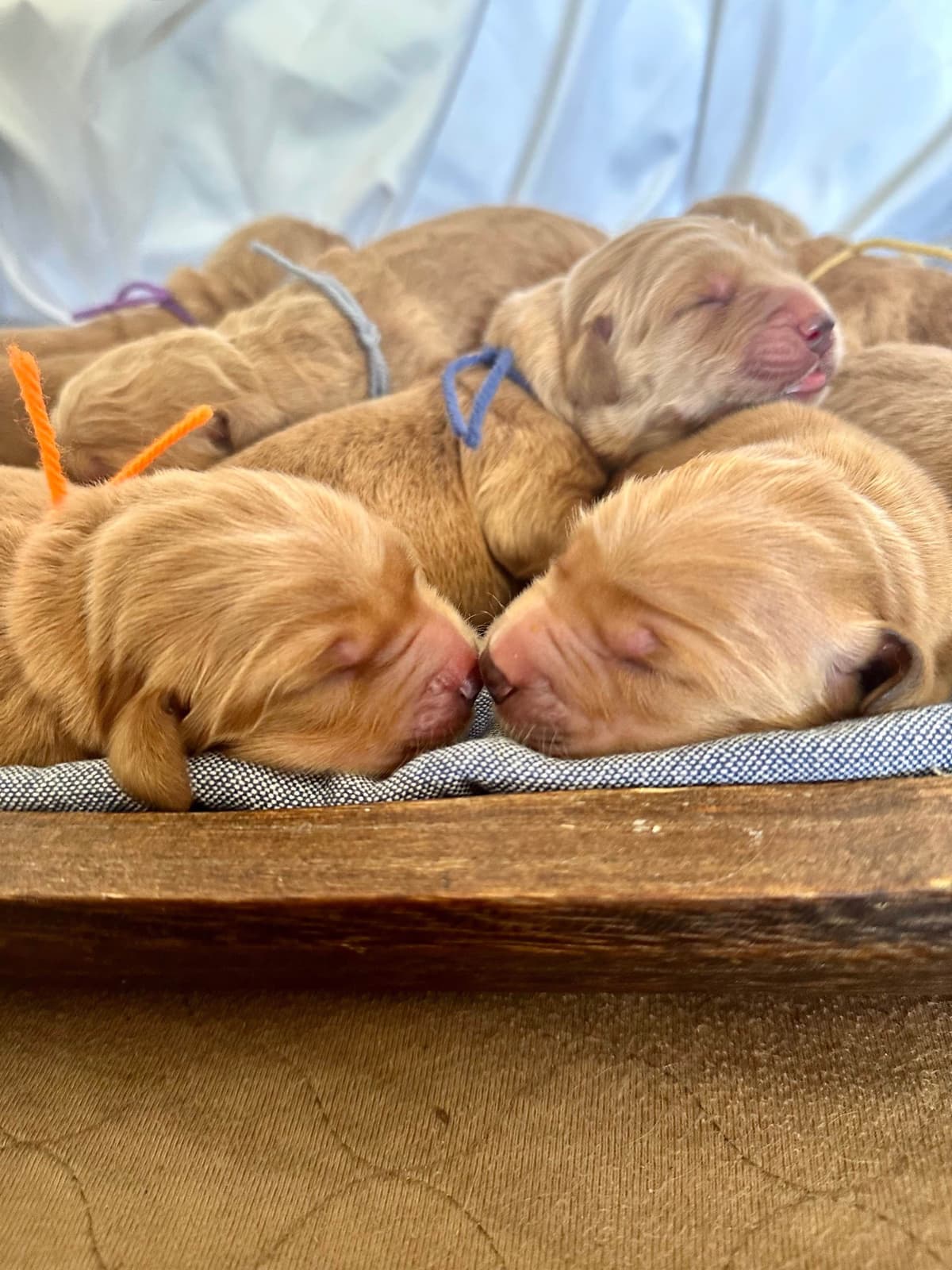 Dark Golden Retriever Puppies - Ready Aug 1st! breeder image 9