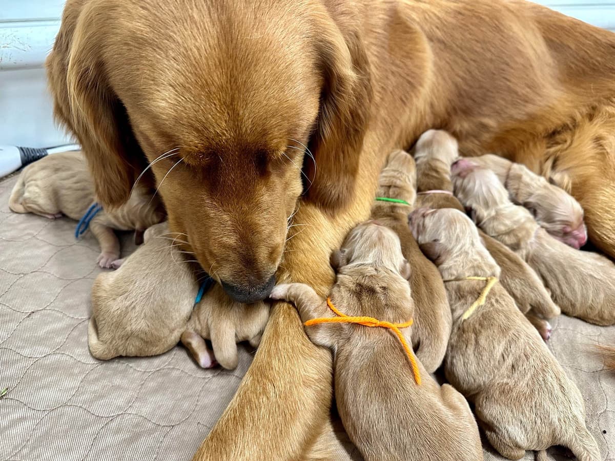 Dark Golden Retriever Puppies - Ready Aug 1st! breeder image 18