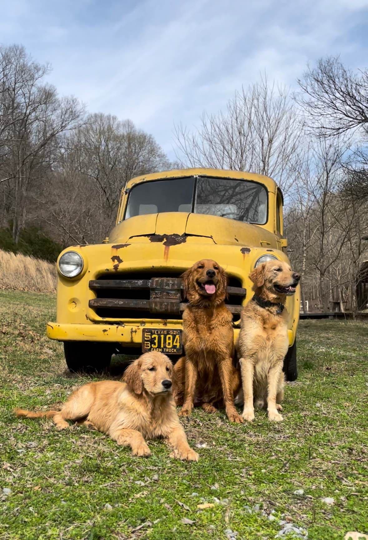 Dark Golden Retriever Puppies - Ready Aug 1st! breeder image 7