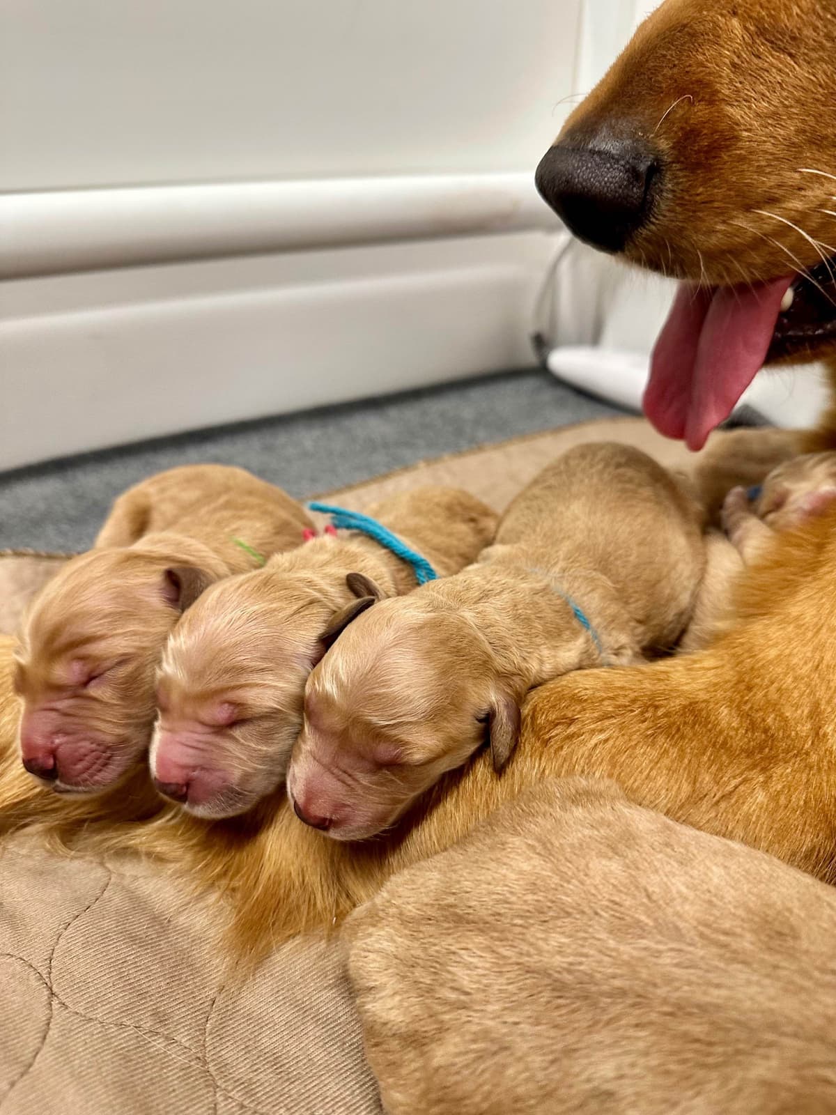Dark Golden Retriever Puppies - Ready Aug 1st! breeder image 19
