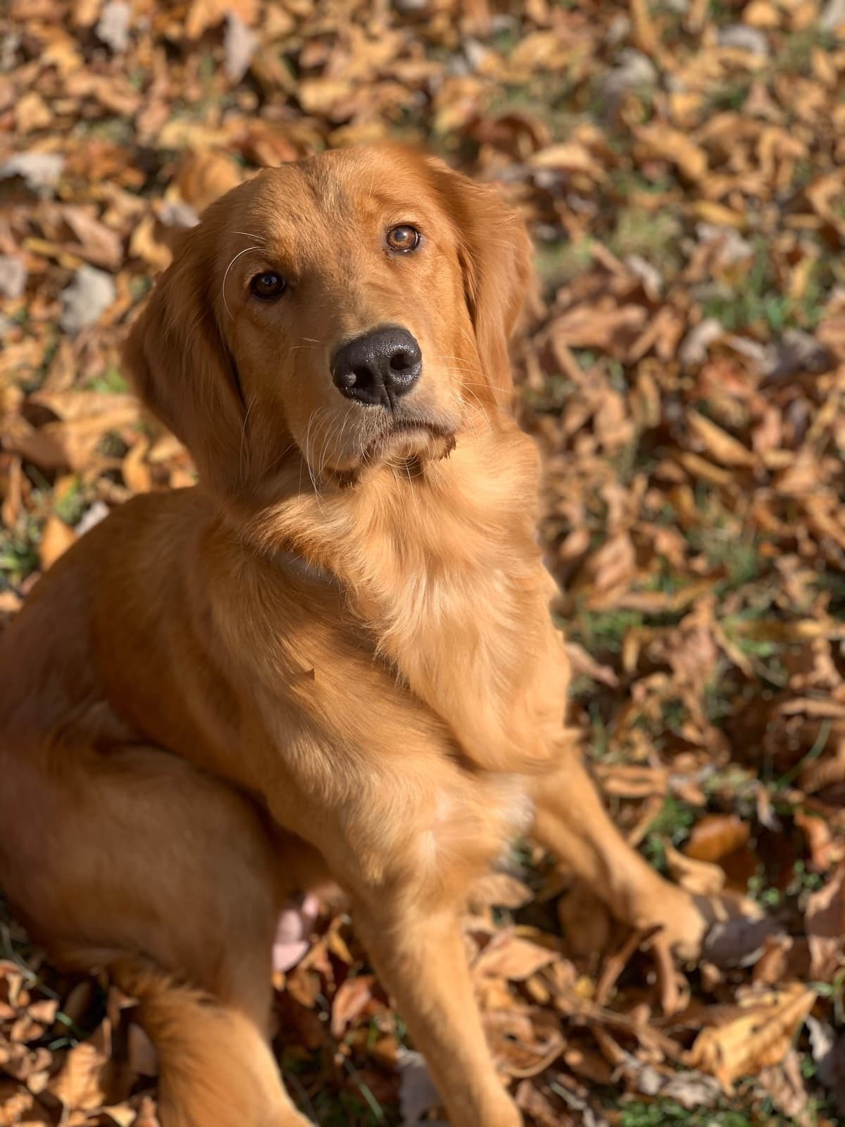 Dark Golden Retriever Puppies - Ready Aug 1st! breeder image 8