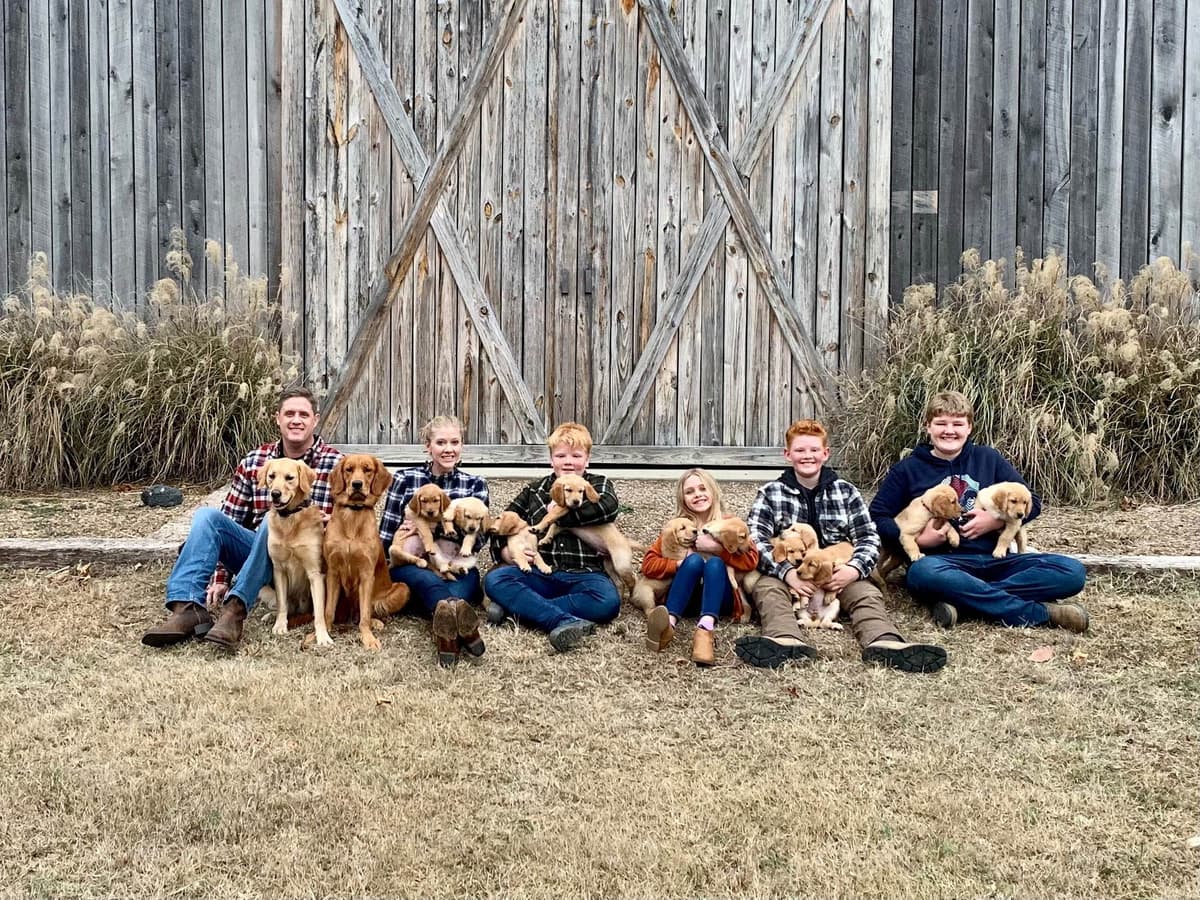 Dark Golden Retriever Puppies - Ready Aug 1st! breeder image 10