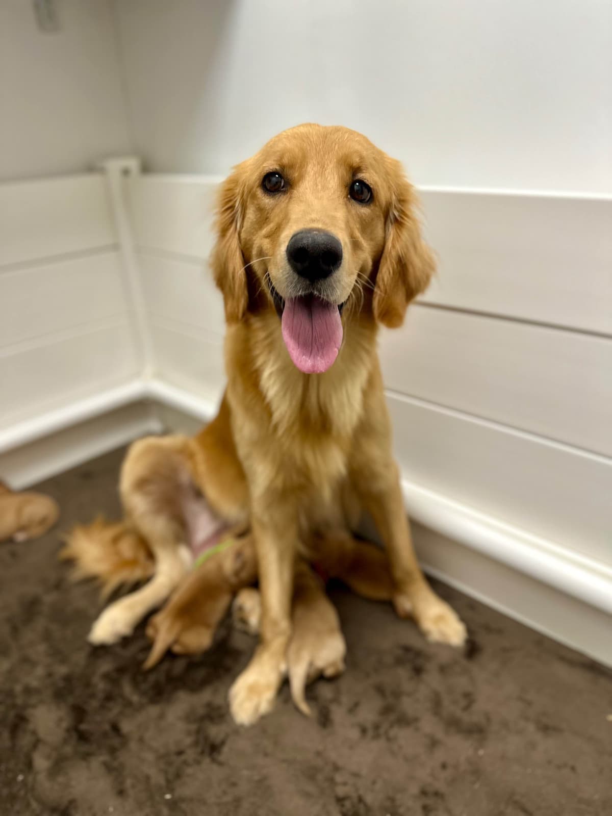 Dark Golden Retriever Puppies - Ready Aug 1st! breeder image 20