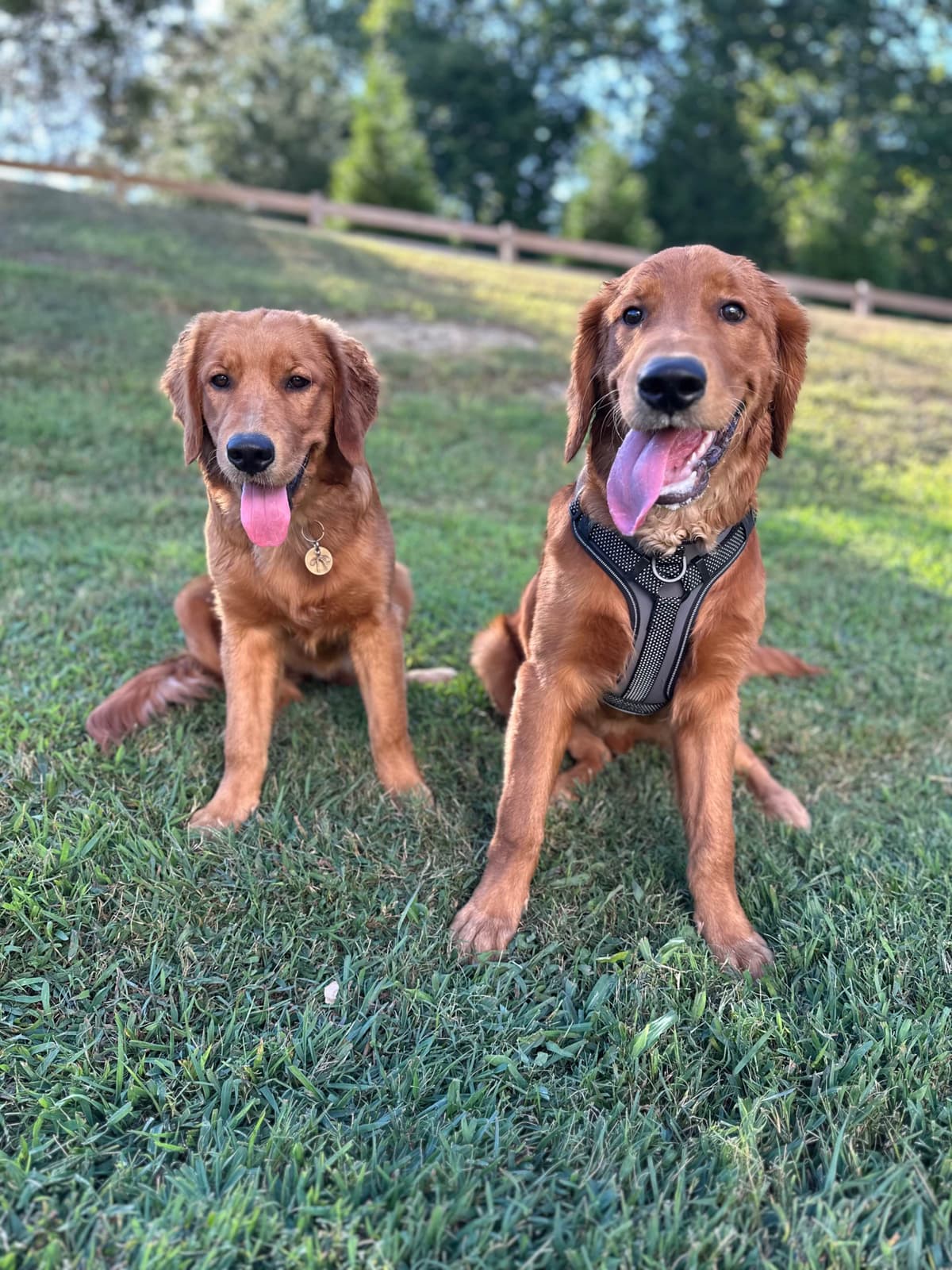 Dark Golden Retriever Puppies - Ready Aug 1st! breeder image 21