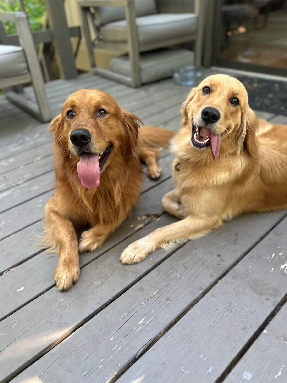 Dark Golden Retriever Puppies - Ready Aug 1st! breeder image 3