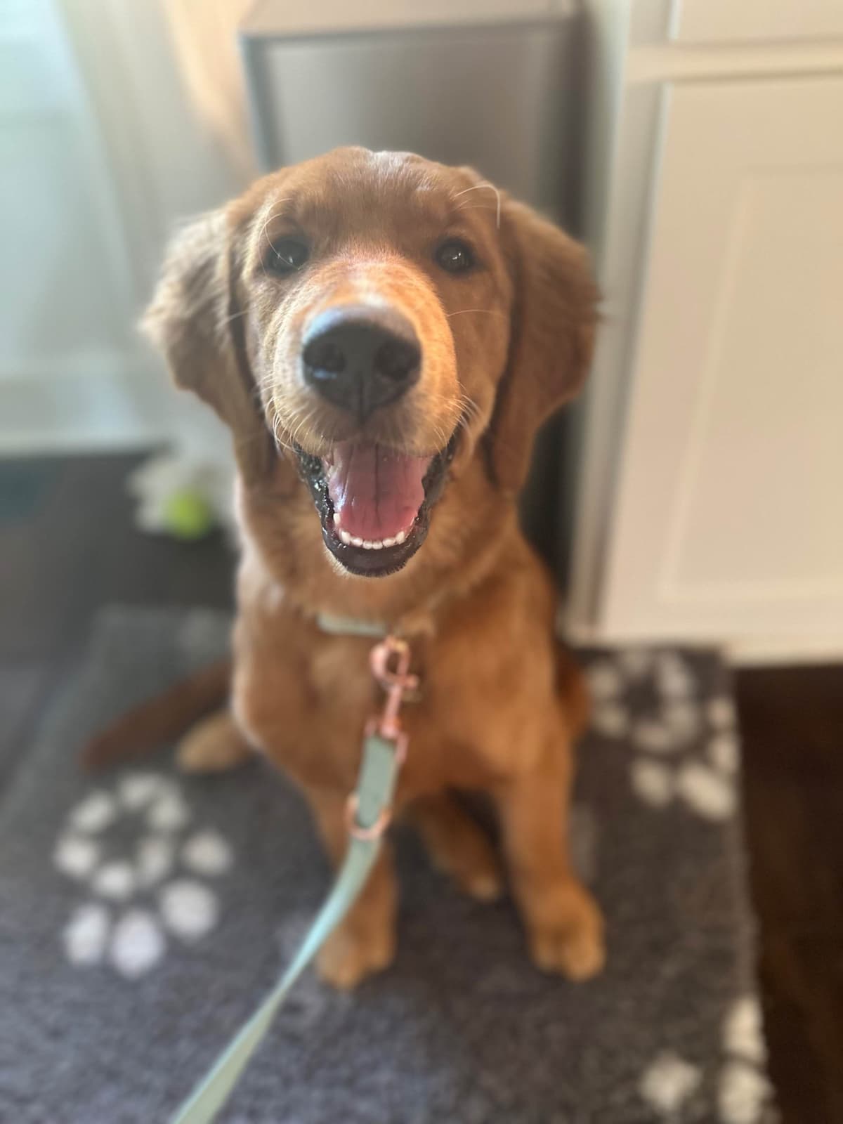 Dark Golden Retriever Puppies - Ready Aug 1st! breeder image 22