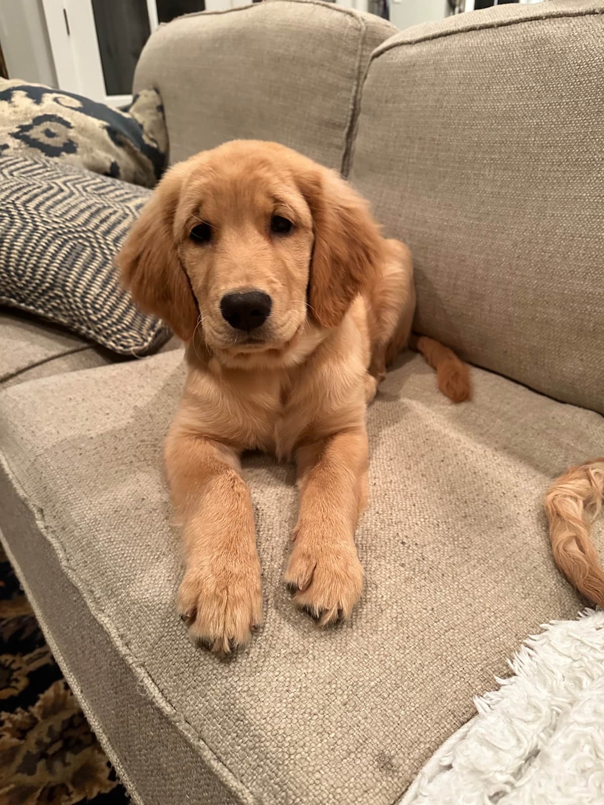 Dark Golden Retriever Puppies - Ready Aug 1st! breeder image 23