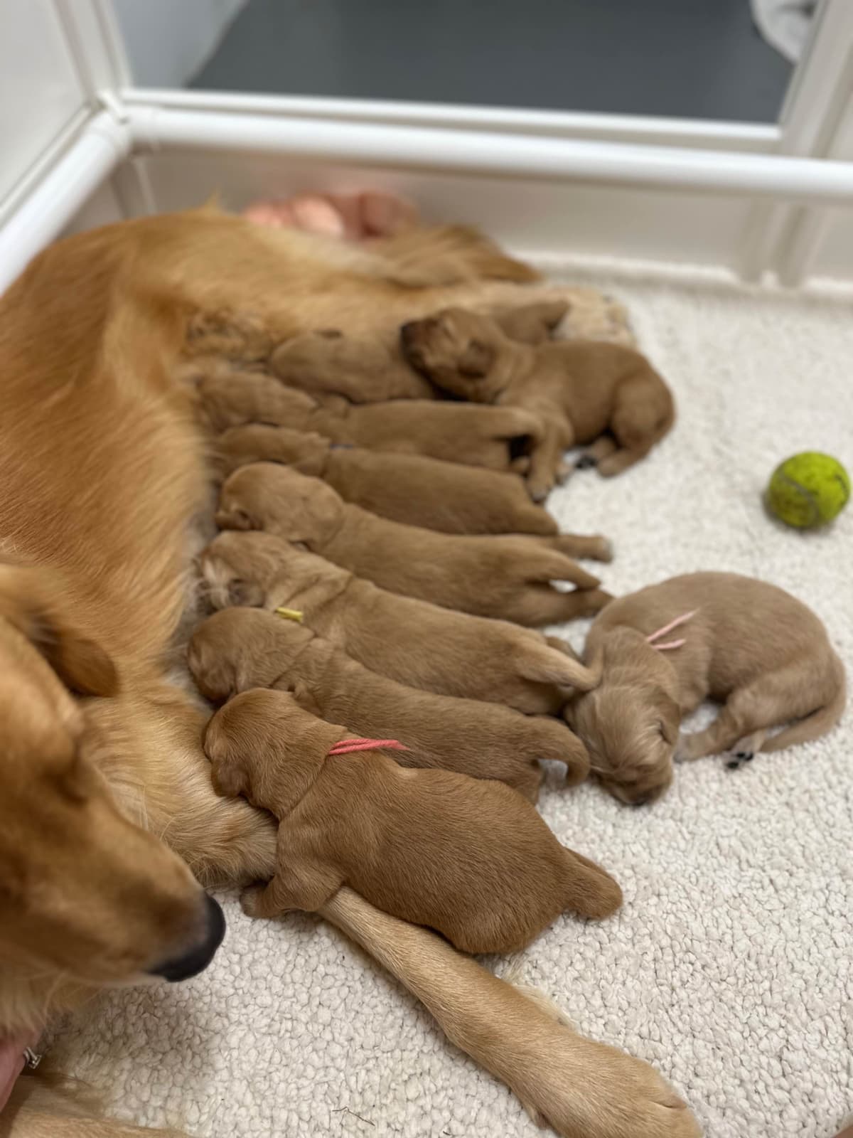 Dark Golden Retriever Puppies - Ready Aug 1st! breeder image 27