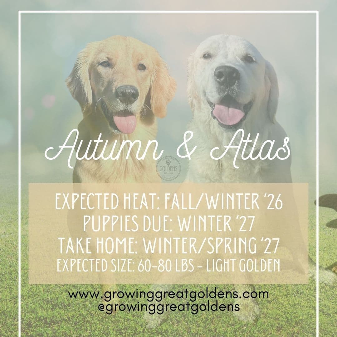 Dark Golden Retriever Puppies - Ready Aug 1st! breeder image 5