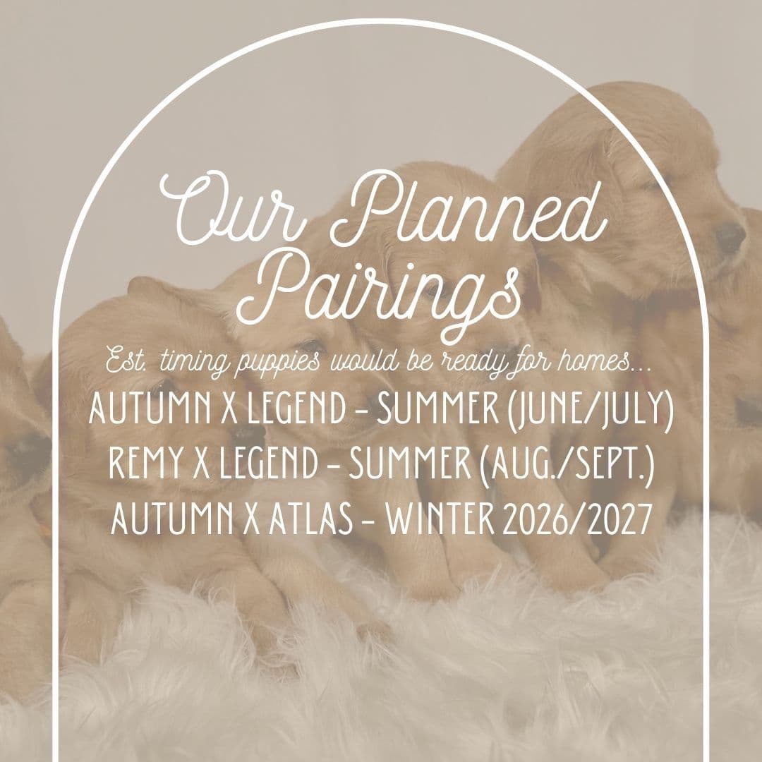 Dark Golden Retriever Puppies - Ready Aug 1st! breeder image 6