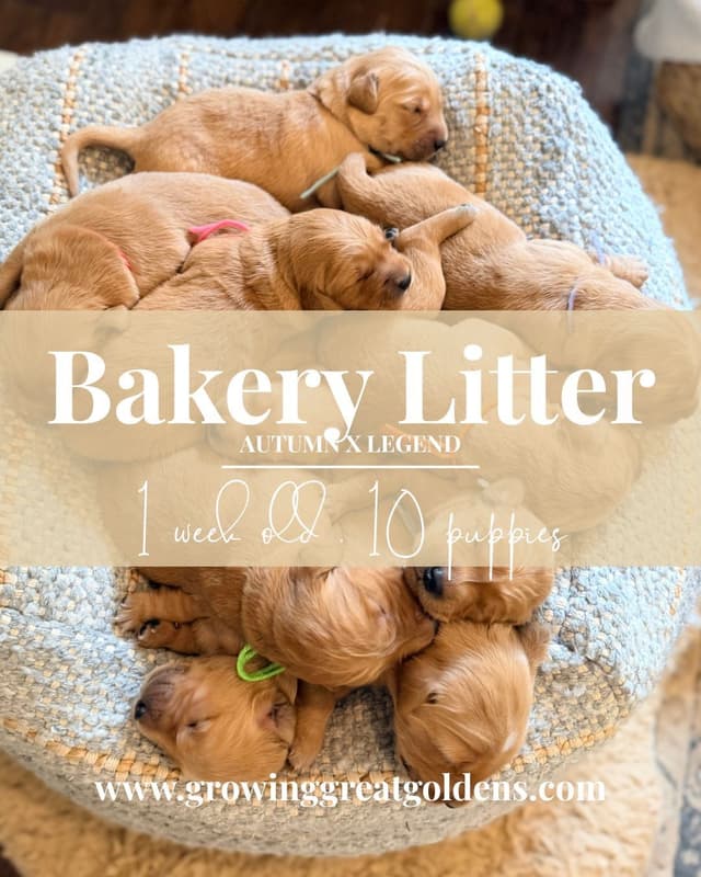 Ready for Homes July 25th! Precious Golden Retriever Puppies (Med-Dk) media 14