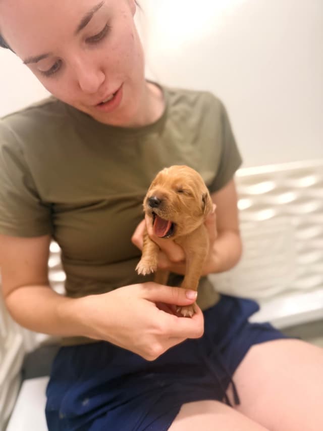 Ready for Homes July 25th! Precious Golden Retriever Puppies (Med-Dk) media 16