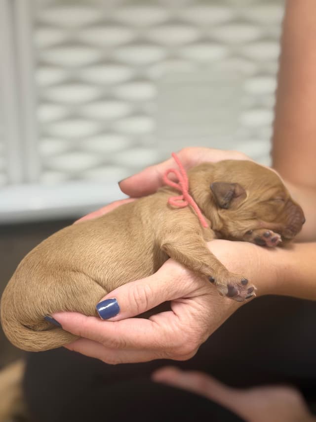 Ready for Homes July 25th! Precious Golden Retriever Puppies (Med-Dk) media 18
