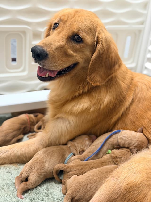Ready for Homes July 25th! Precious Golden Retriever Puppies (Med-Dk) media 20