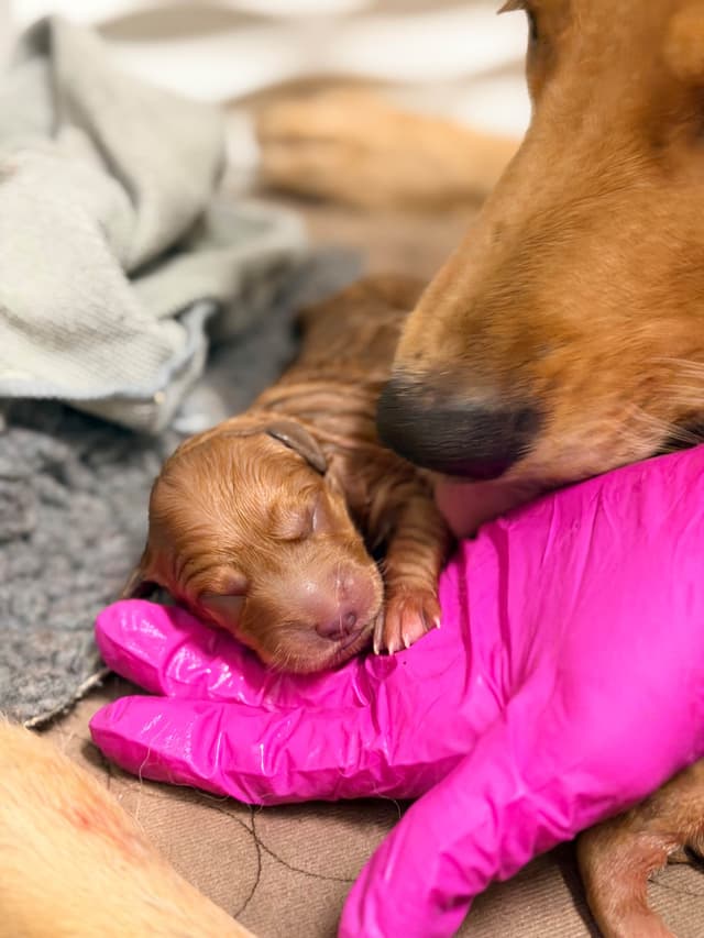 Ready for Homes July 25th! Precious Golden Retriever Puppies (Med-Dk) media 19