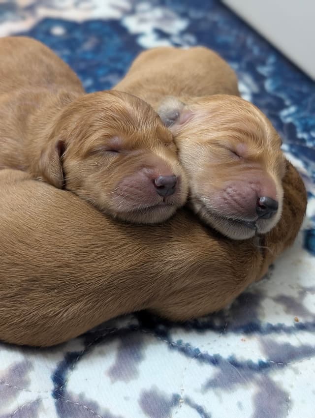 Dark Golden Retriever Puppies - Ready Aug 1st! media 9