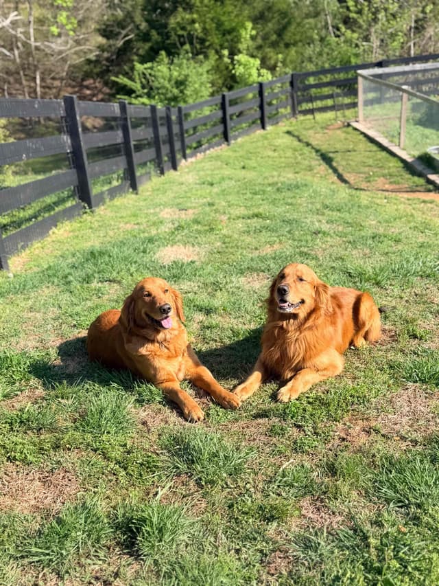 Dark Golden Retriever Puppies - Ready Aug 1st! media 14