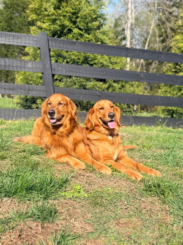 Dark Golden Retriever Puppies - Ready Aug 1st! media 15