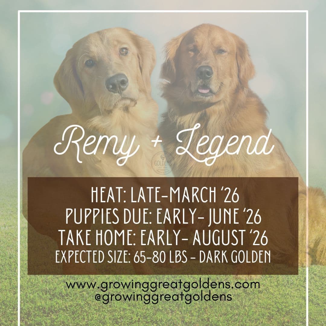 Dark Golden Retriever Puppies - Ready Aug 1st! breeder image 4