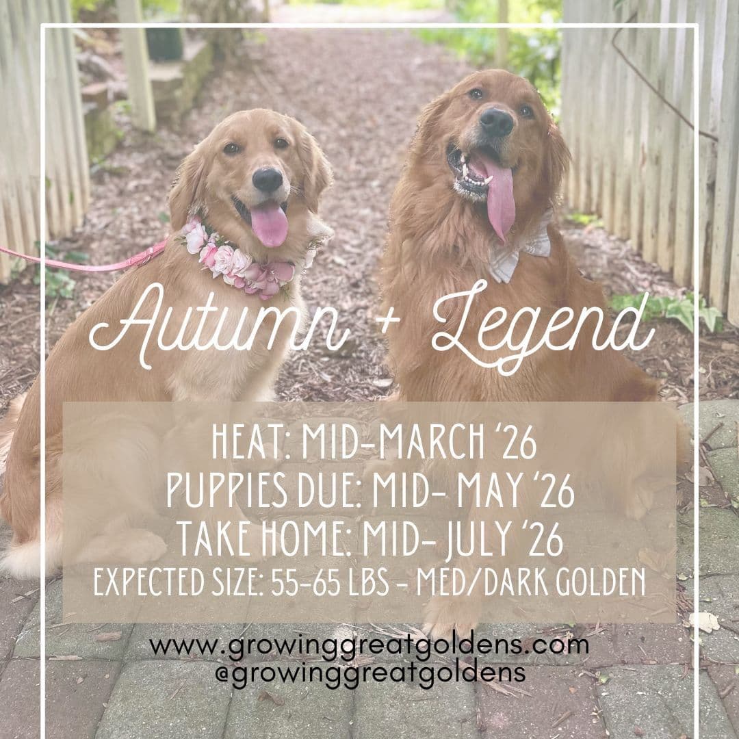 Dark Golden Retriever Puppies - Ready Aug 1st! breeder image 1