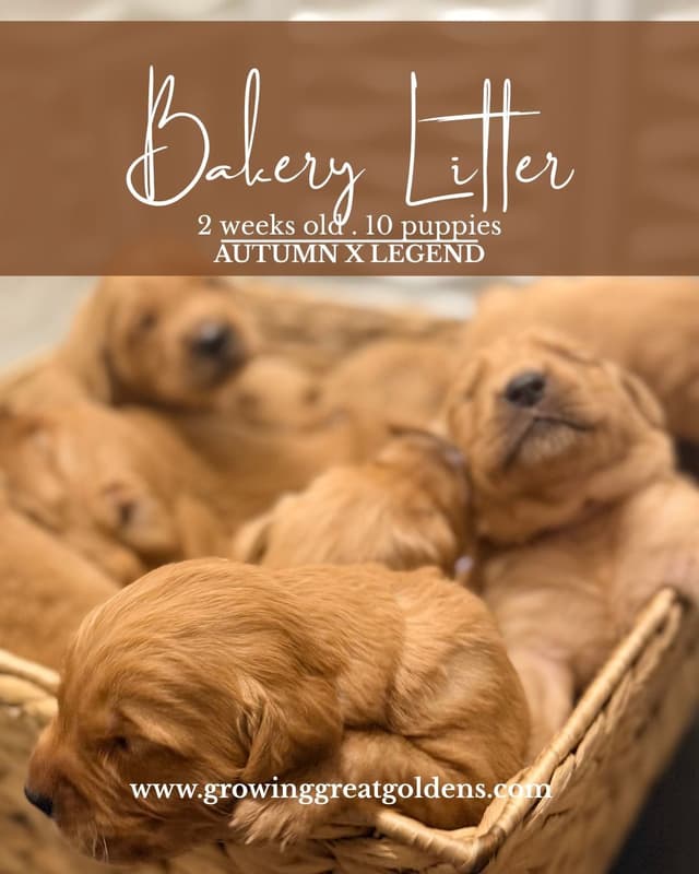 Ready for Homes July 25th! Precious Golden Retriever Puppies (Med-Dk) media 22