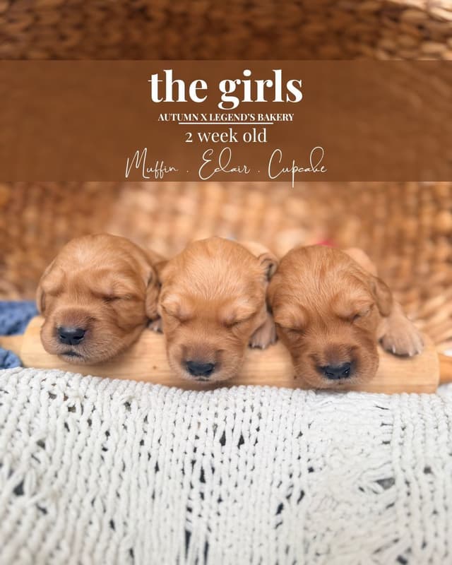 Ready for Homes July 25th! Precious Golden Retriever Puppies (Med-Dk) media 21