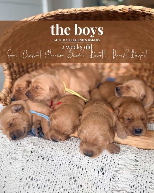 Ready for Homes July 25th! Precious Golden Retriever Puppies (Med-Dk) media 23