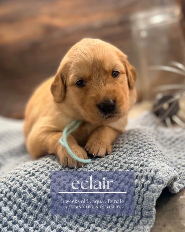 Ready for Homes July 25th! Precious Golden Retriever Puppies (Med-Dk) media 6