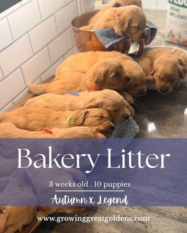 Ready for Homes July 25th! Precious Golden Retriever Puppies (Med-Dk) media 11