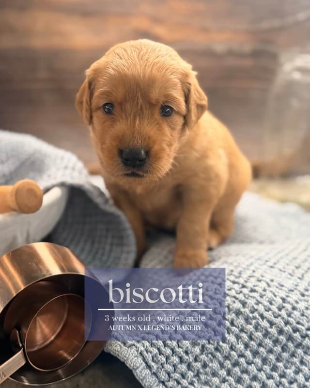 Ready for Homes July 25th! Precious Golden Retriever Puppies (Med-Dk) media 4
