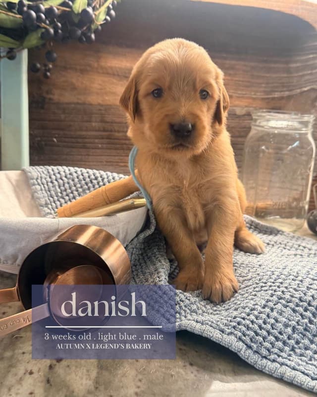 Ready for Homes July 25th! Precious Golden Retriever Puppies (Med-Dk) media 2
