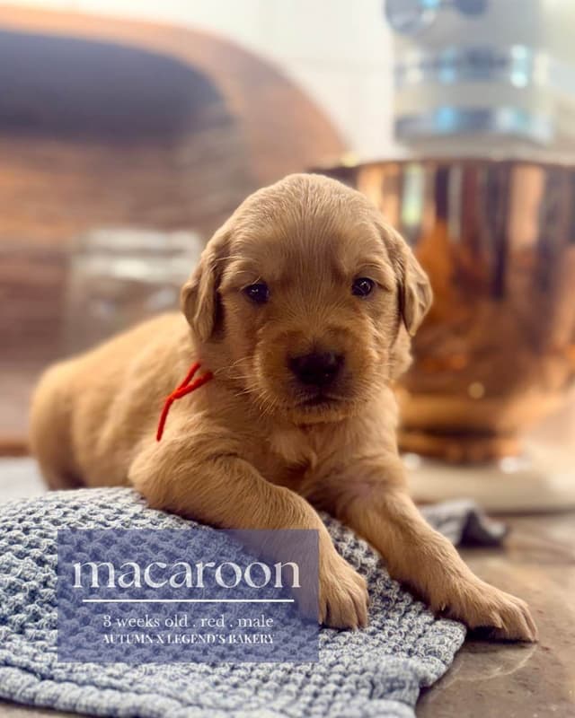 Ready for Homes July 25th! Precious Golden Retriever Puppies (Med-Dk) media 9