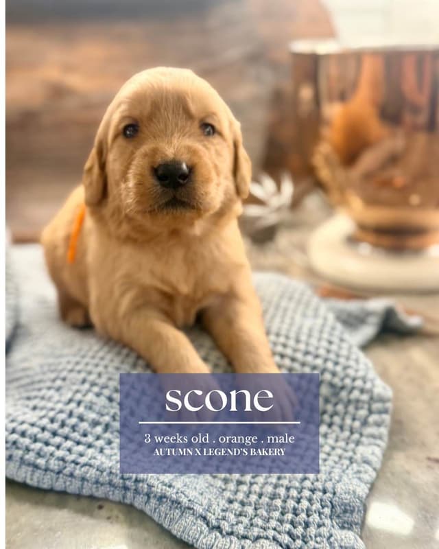 Ready for Homes July 25th! Precious Golden Retriever Puppies (Med-Dk) media 3