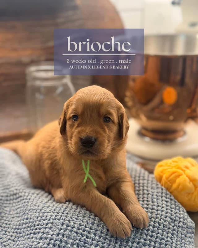 Ready for Homes July 25th! Precious Golden Retriever Puppies (Med-Dk) media 7