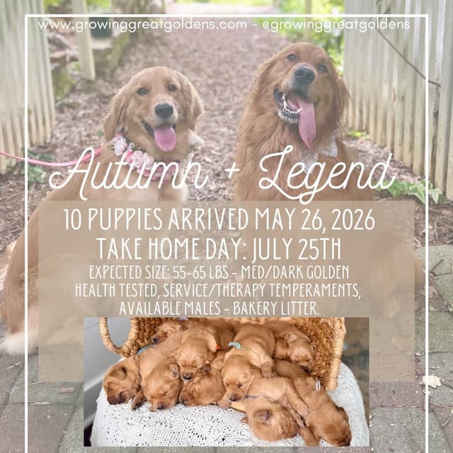 Ready for Homes July 25th! Precious Golden Retriever Puppies (Med-Dk) media 12