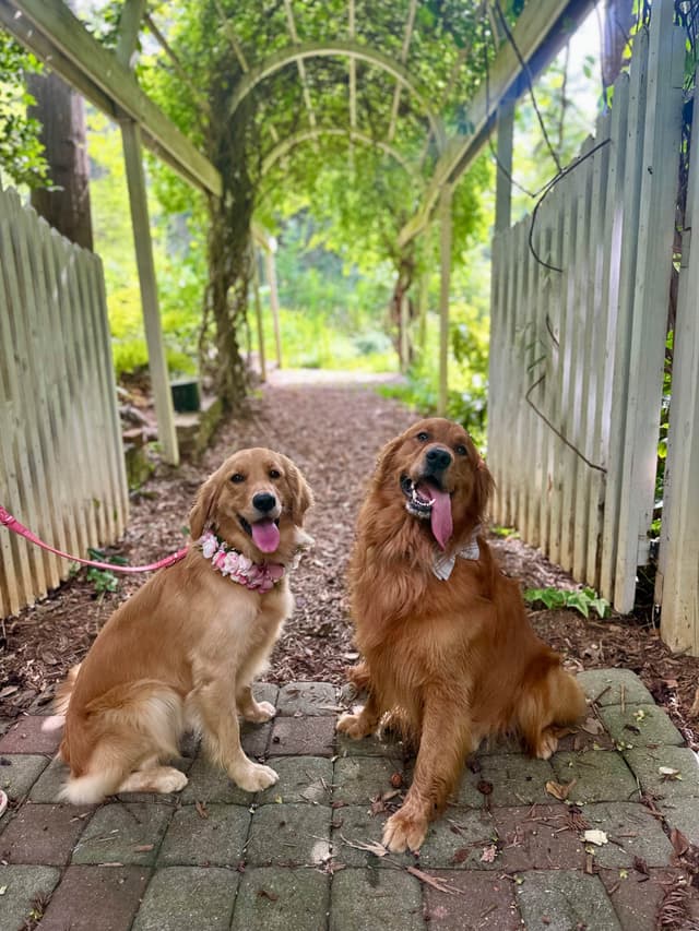 Ready for Homes July 25th! Precious Golden Retriever Puppies (Med-Dk) media 13